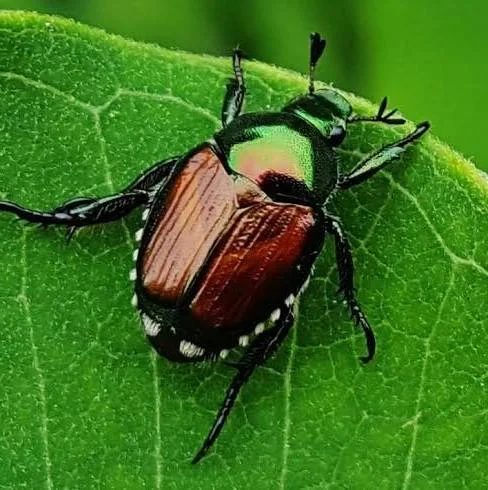 POPILIA JAPONICA